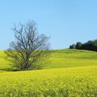 Landschaft im Frühling (1)