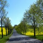 Landschaft im Frühling (2)