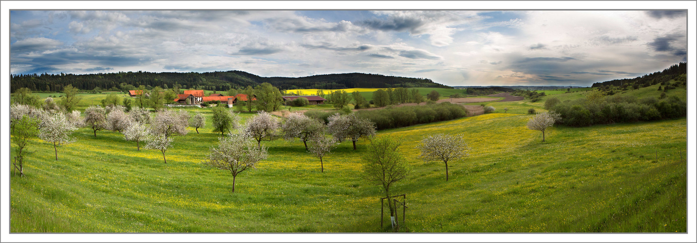 Landschaft im Frühling während der Apfelblüte