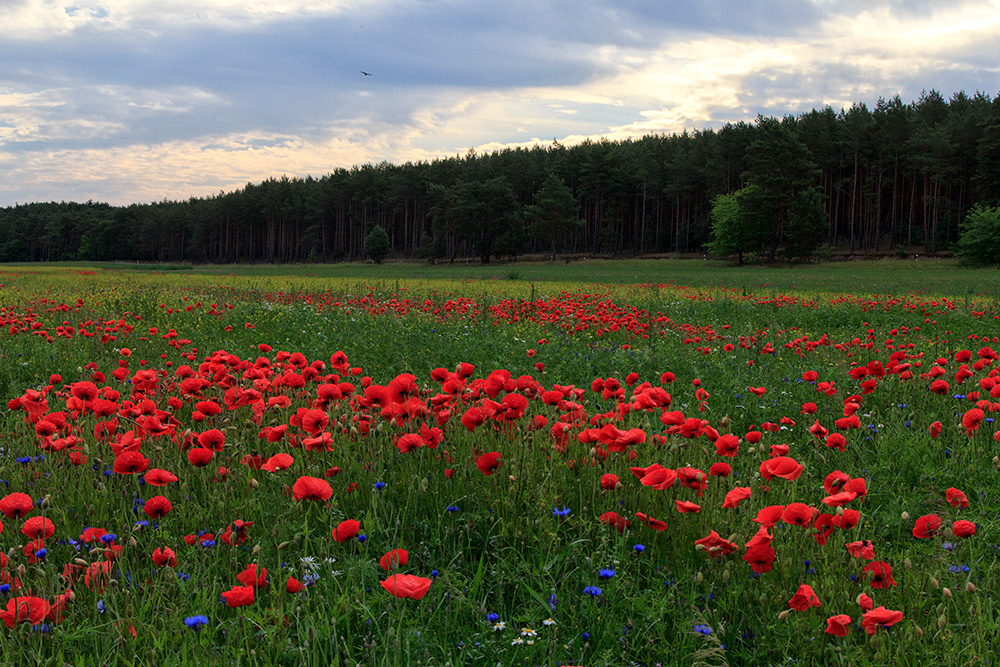 Landschaft im Havelland 2