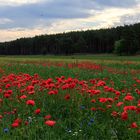 Landschaft im Havelland 2