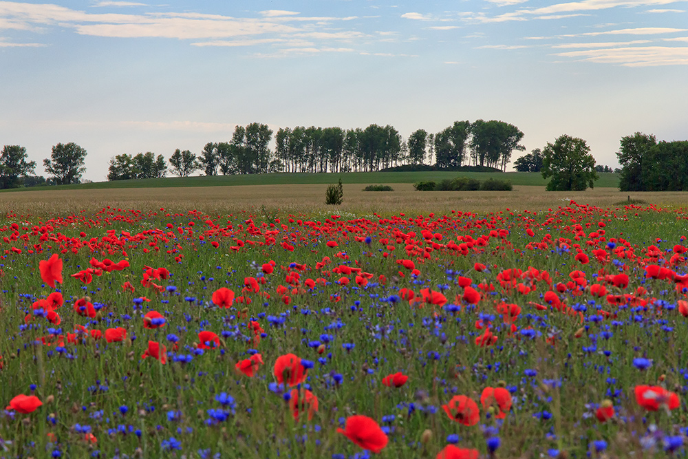 Landschaft im Havelland