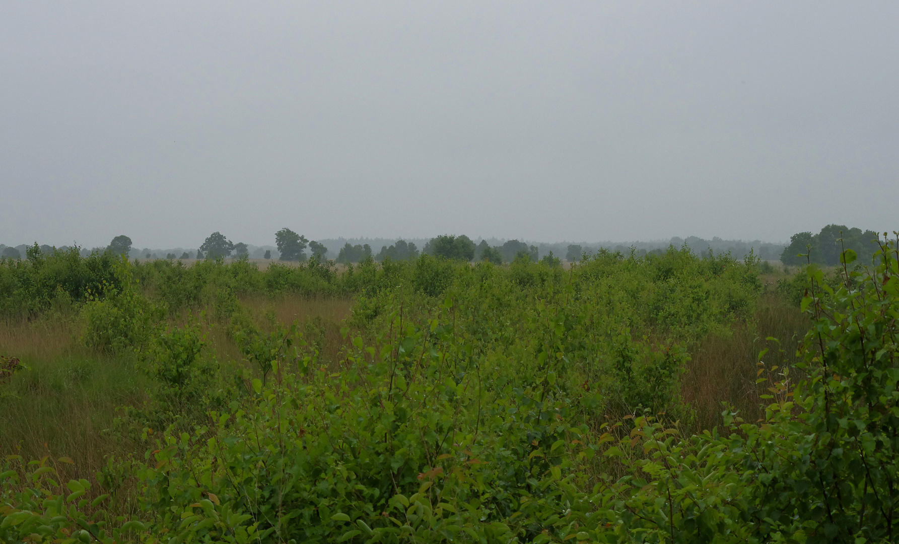 Landschaft im Hochmoor