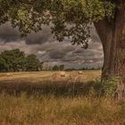 Landschaft im Hochsommer