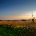 Landschaft im Hohen Venn I