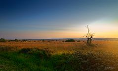 Landschaft im Hohen Venn I