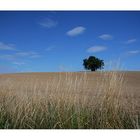 Landschaft im Kraichgau.......