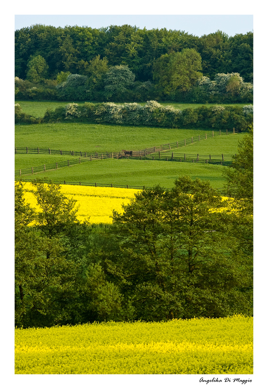 Landschaft im Mai