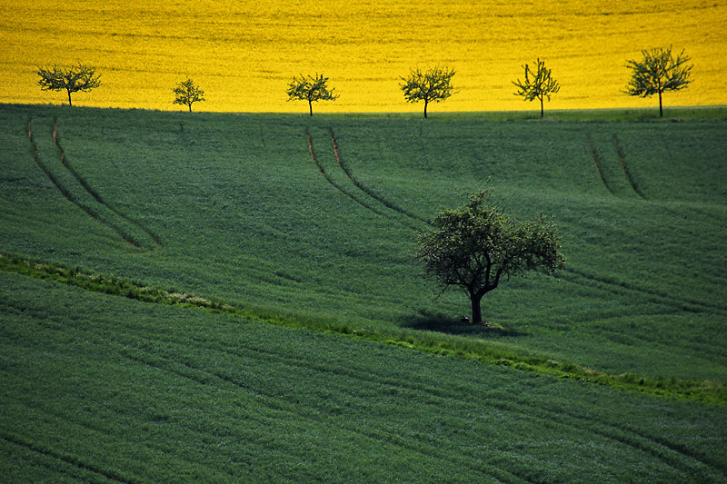 Landschaft im Mai