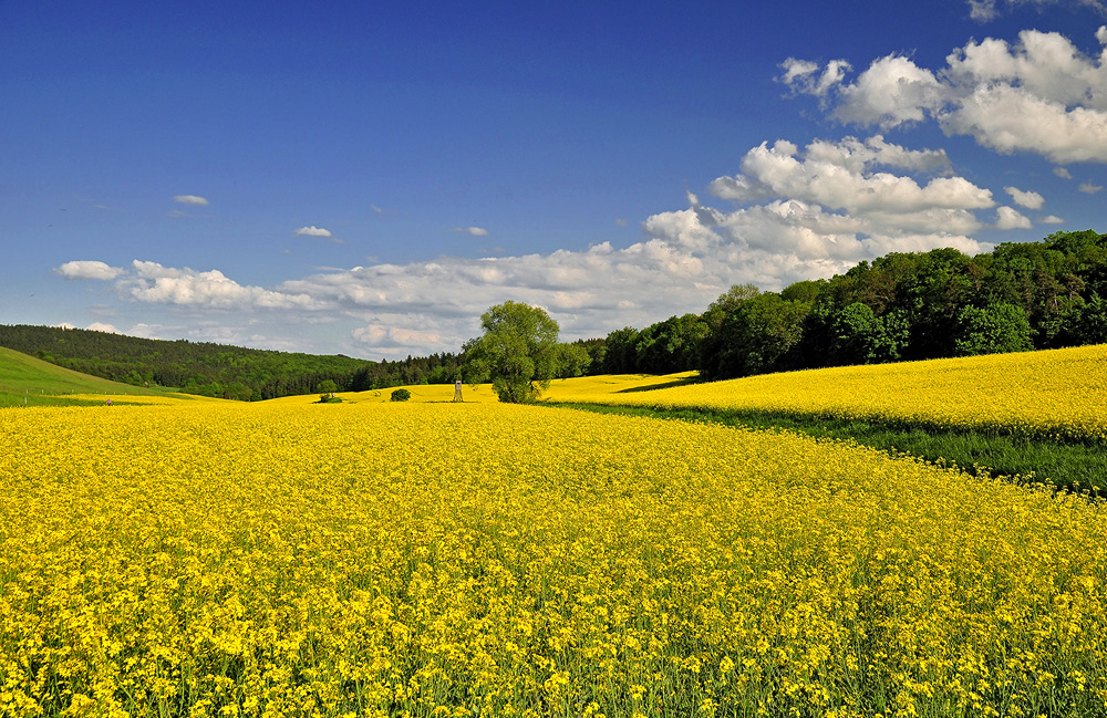 Landschaft im Mai