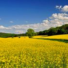 Landschaft im Mai