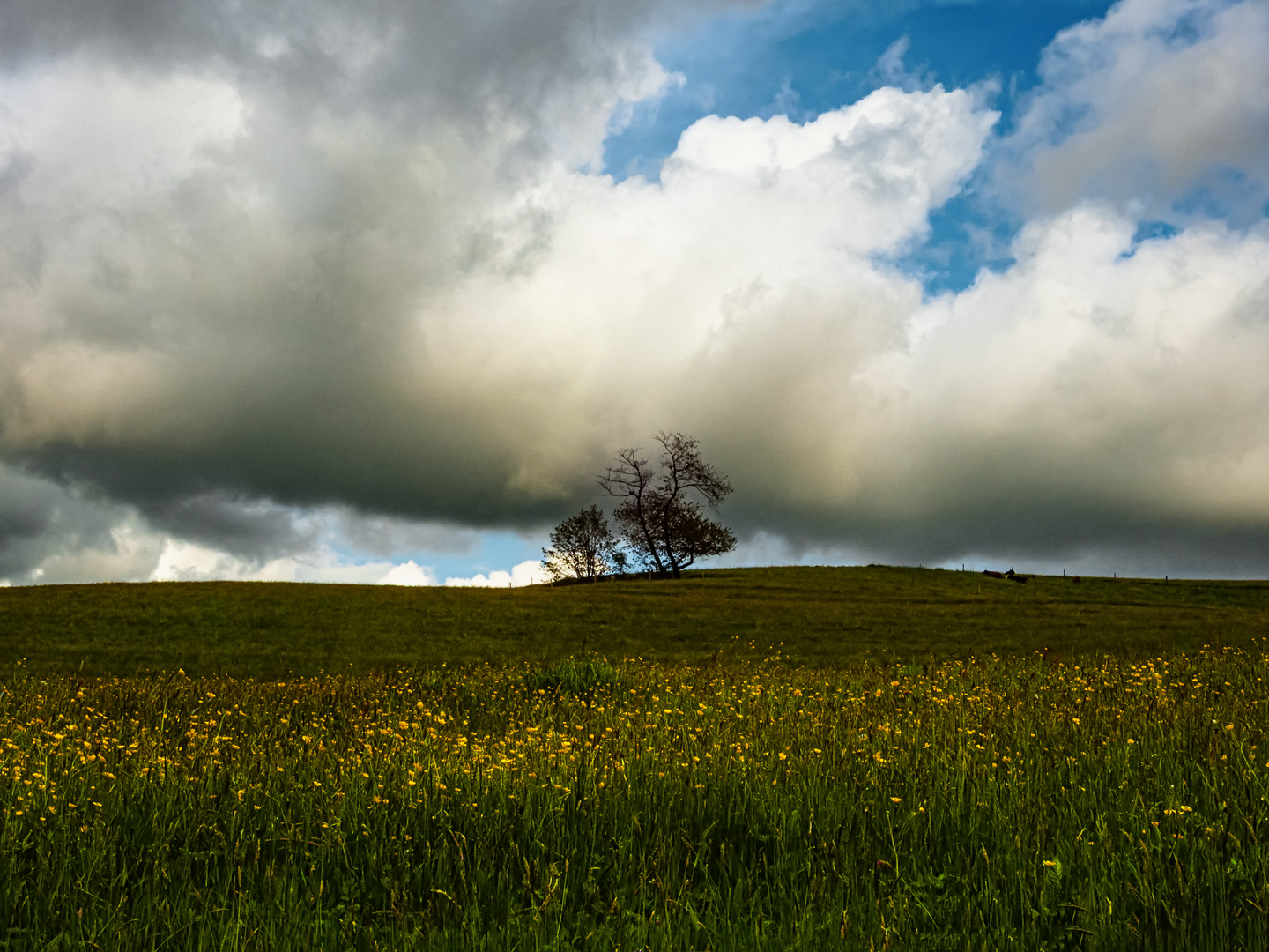 Landschaft im Mai (DSCN2507)