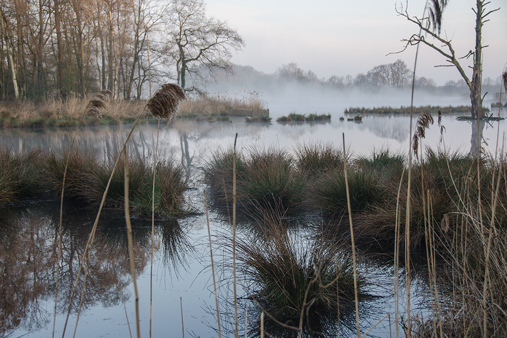 Landschaft im Morgennebel an der Nette