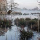 Landschaft im Morgennebel an der Nette