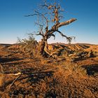 Landschaft im Namib Naukluft Nationalpark, Namibia