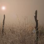 Landschaft im Nebel