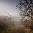 Landschaft im Nebel