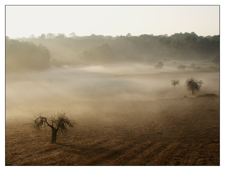 Landschaft im Nebel