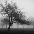 Landschaft im Nebel