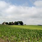 Landschaft im Oberallgäu