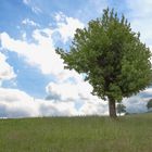 Landschaft im Odenwald