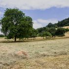 Landschaft im Odenwald II