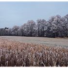 Landschaft im Raureif