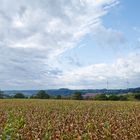 Landschaft im Saarland