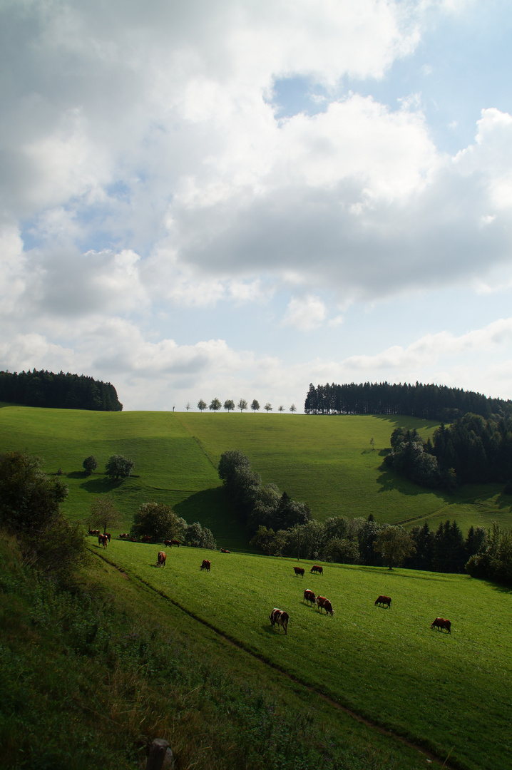 Landschaft im Schwarzwald