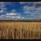 Landschaft im Spätsommer 2