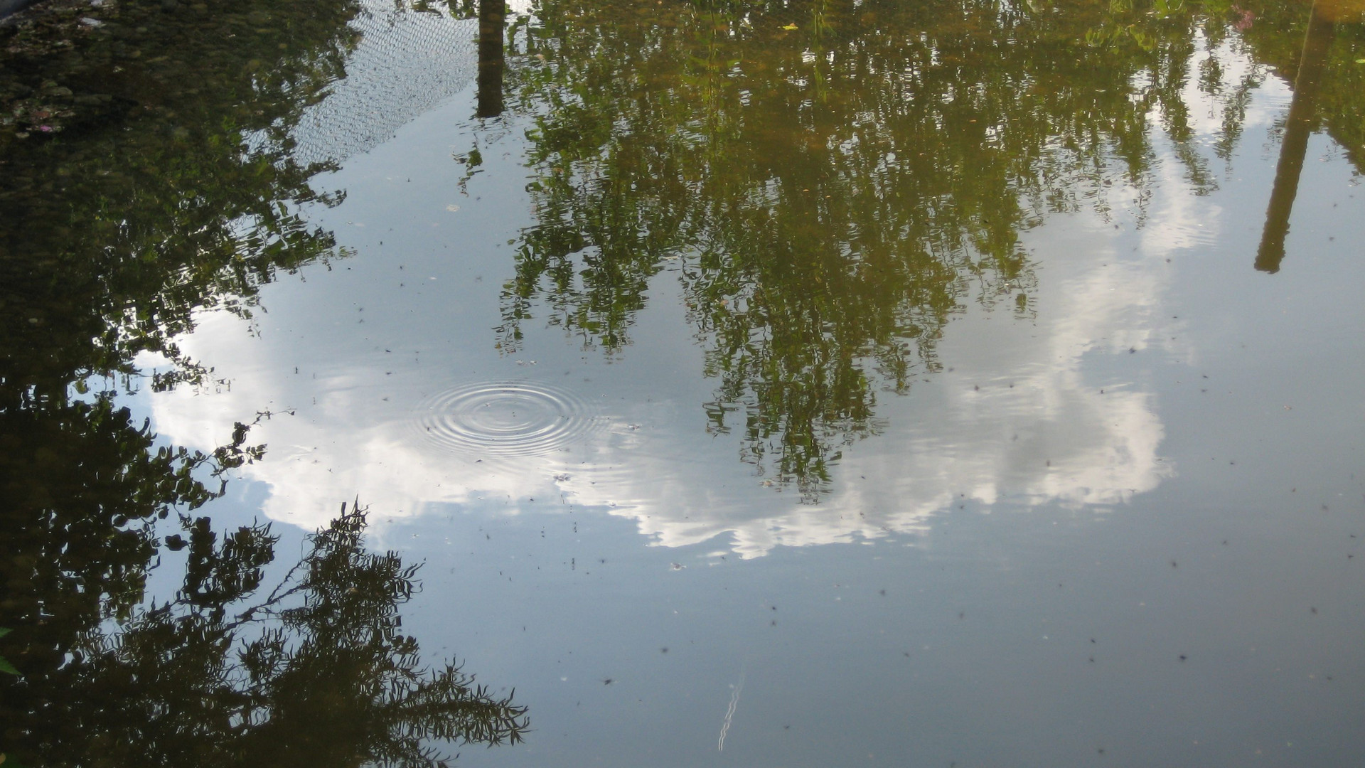 Landschaft im Teich