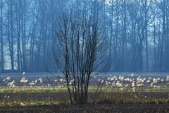 Landschaft im Vorfrühling