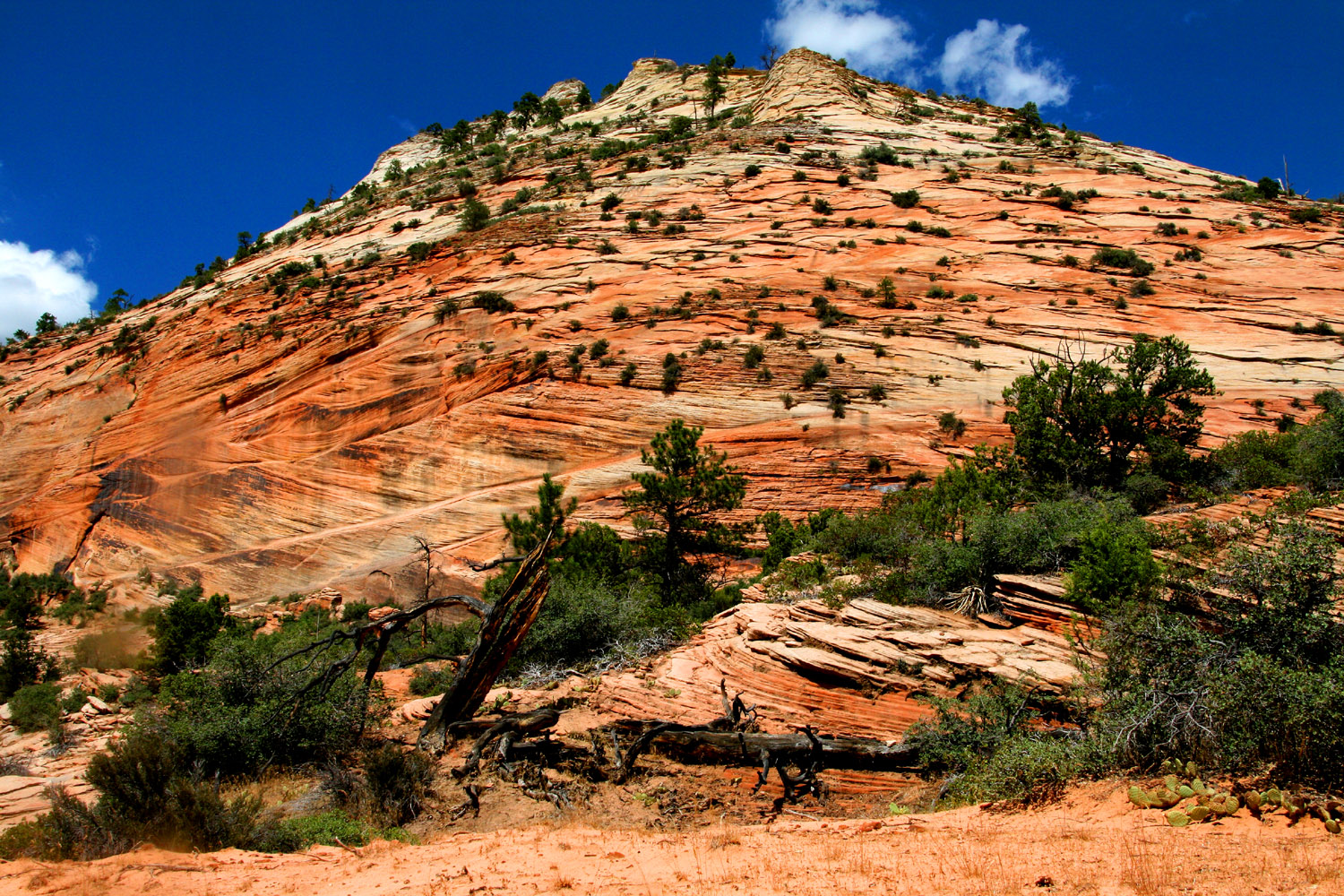 Landschaft im Zion National Park