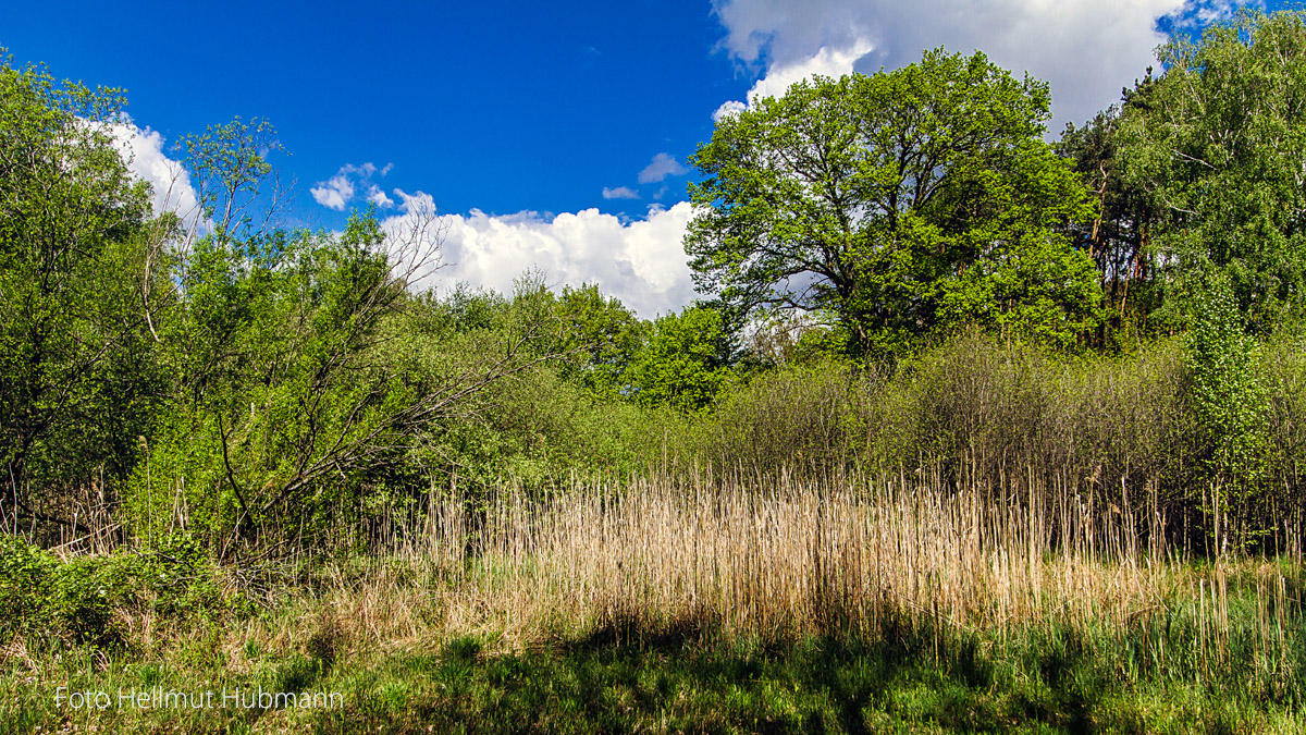 LANDSCHAFT IN BERLIN