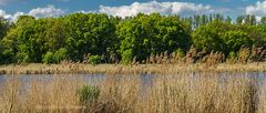 LANDSCHAFT IN BERLIN - DIE MOORLINSE