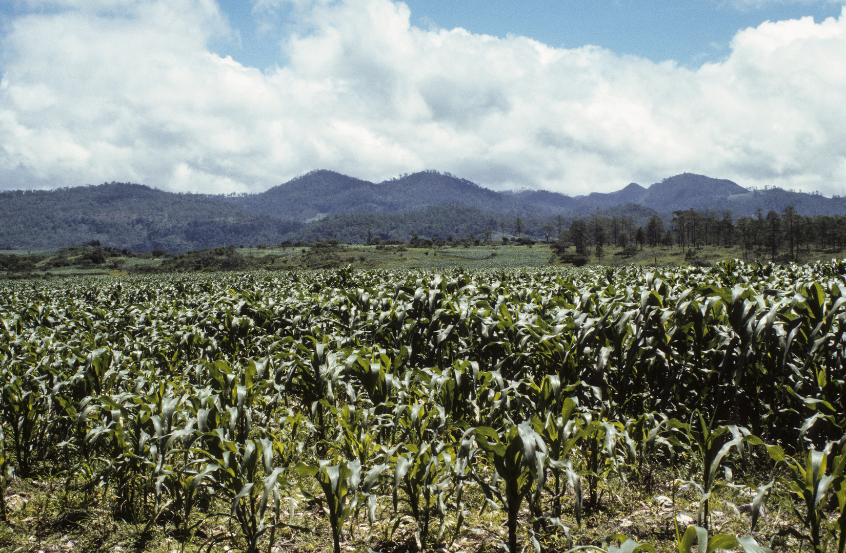 Landschaft in Chiapas