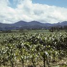 Landschaft in Chiapas