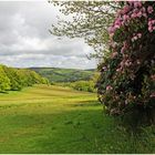 Landschaft in Cornwall