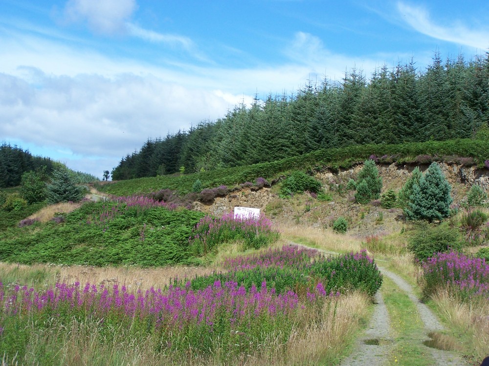 Landschaft in den Scottish Borders bei Hawick