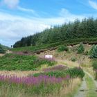 Landschaft in den Scottish Borders bei Hawick