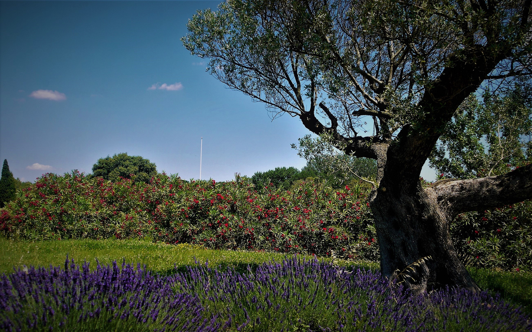 Landschaft in der Camargue 