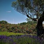 Landschaft in der Camargue 