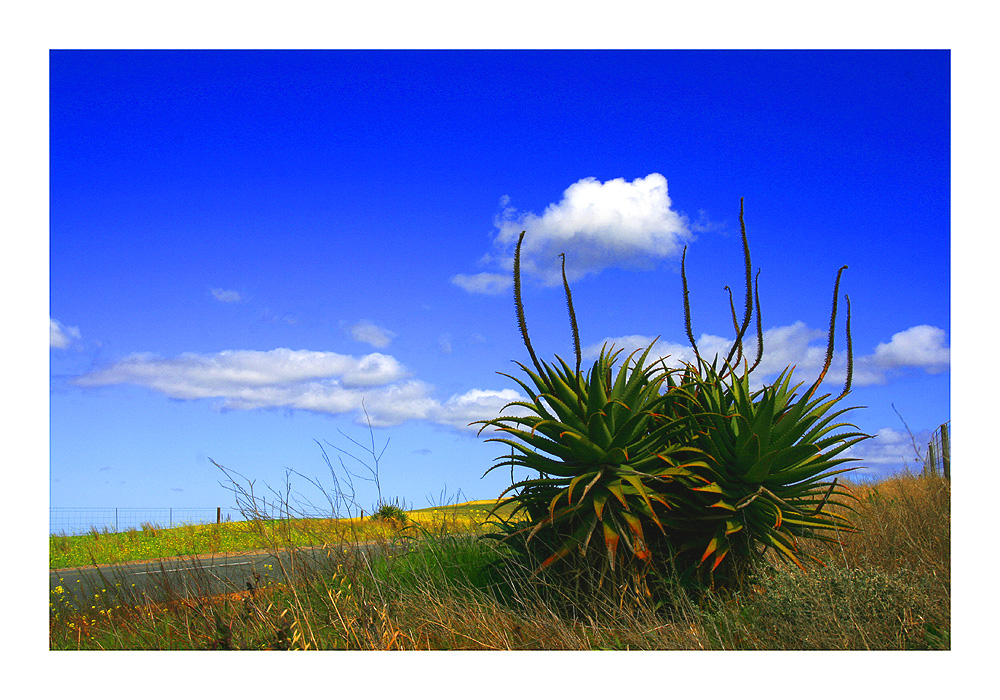 Landschaft in der Kap-Provinz