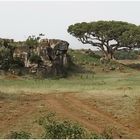 Landschaft in der Masai Mara