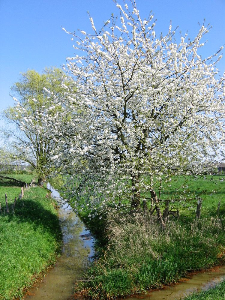 Landschaft in der Niederrheinregion