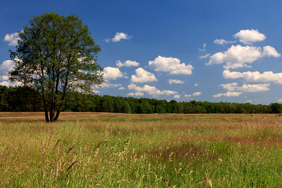 Landschaft in der Schorfheide