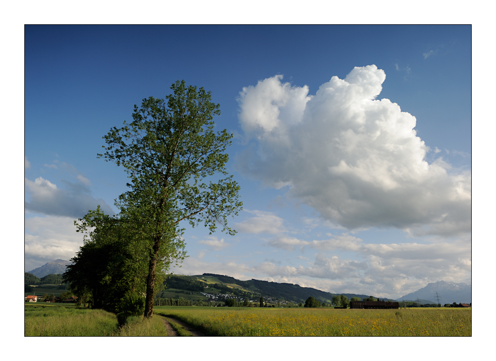 Landschaft in Dietwil II