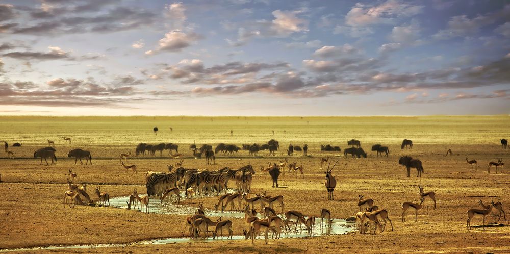 Landschaft in Etosha NP