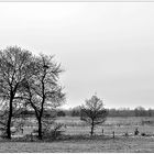 Landschaft in Friesland - winterlich monochrom