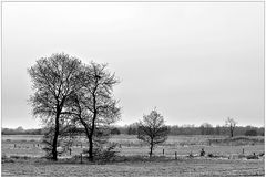 Landschaft in Friesland - winterlich monochrom